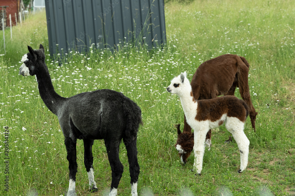 Obraz premium alpaka tier natur lama familie