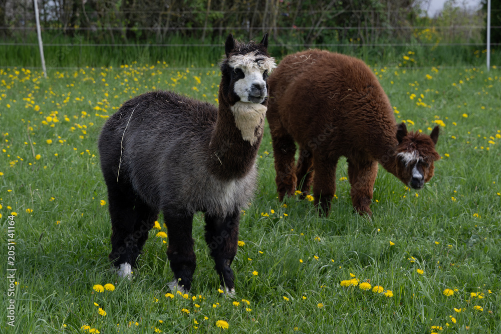 Fototapeta premium alpaka tier natur lama