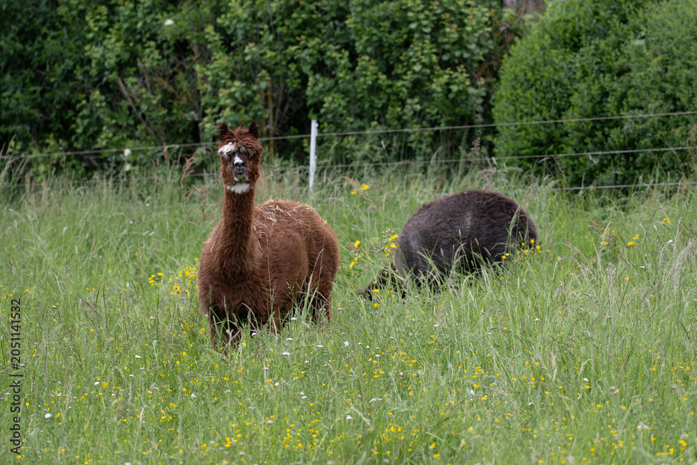 Obraz premium alpaka tier natur lama familie