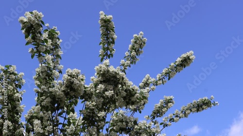 Blühender Jasmin im Wind