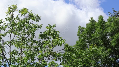 Bäume vor Wolken an einem windigen Tag