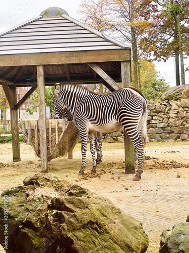 Photography zebra in the zoo