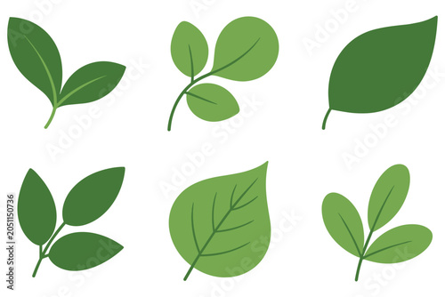 Selection of green leaves and foliage plants arranged in flat style for botanical art graphics