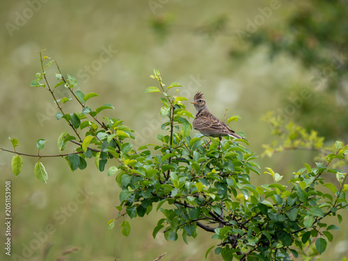 Skylark Perched on a Bush