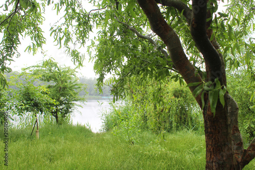 trees in the forest, Colorful meadow flowers bloom in the summer rain