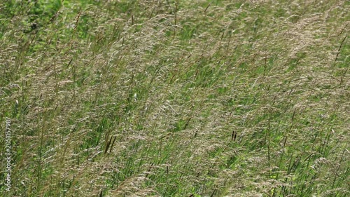 Hohe Gräser in Sonne in Wind