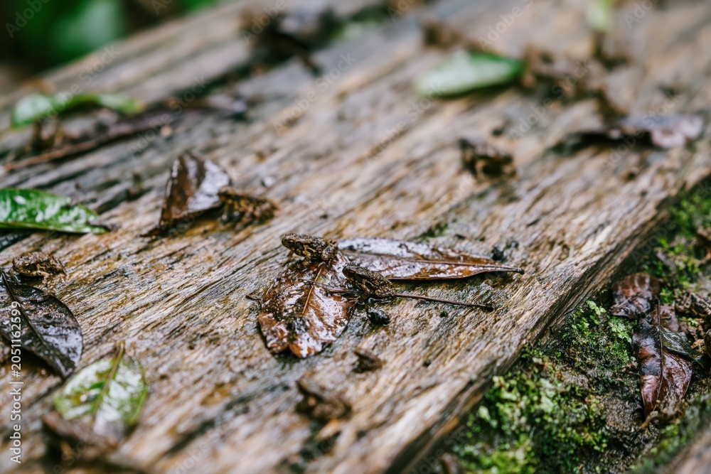 Fototapeta premium Tiny frogs camouflaged on a wet, weathered wooden surface with fallen leaves and moss.