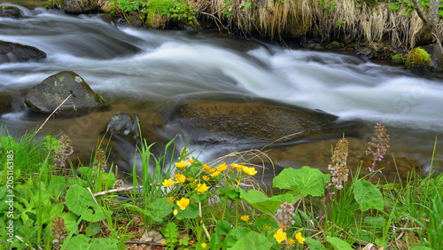 Billede på lærred Water flowing from a stream in early spring, amongst wildflowers and plants considered medicinal in ethnopharmacology