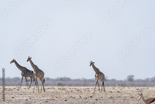 Bilde på lerret Giraffe, Namibia