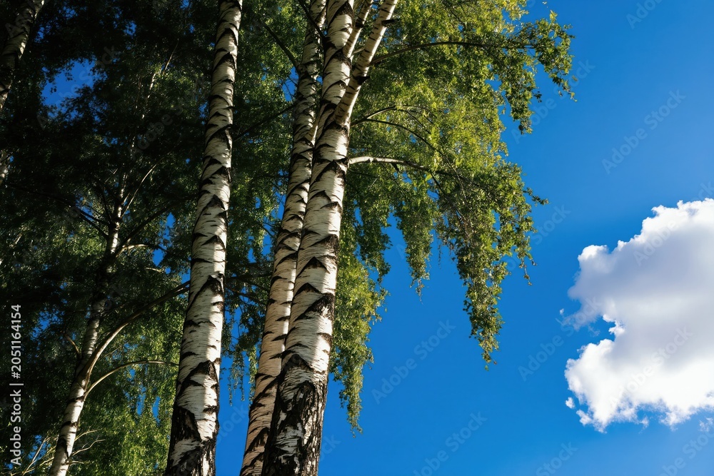 Fototapeta premium White birch tree trunks with green leaves against bright blue sky and white cloud. Nature scene with sunlit foliage and textured bark on tall trees.