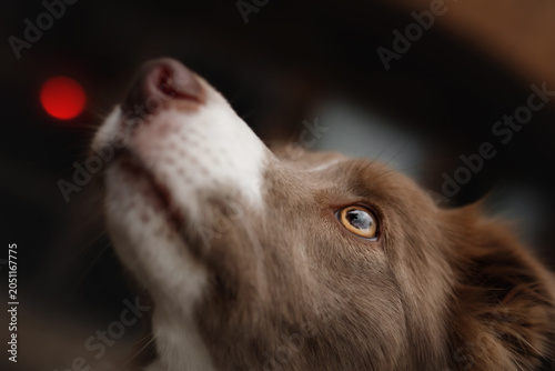 Fényképezés Close up profile of cute border collie puppy looking up at cozy home porch