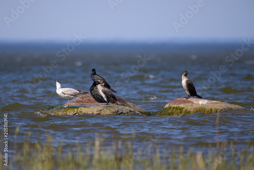 Cuadro en lienzo Great cormorants and a juvenile seagull perched together on rocks in the Curonia