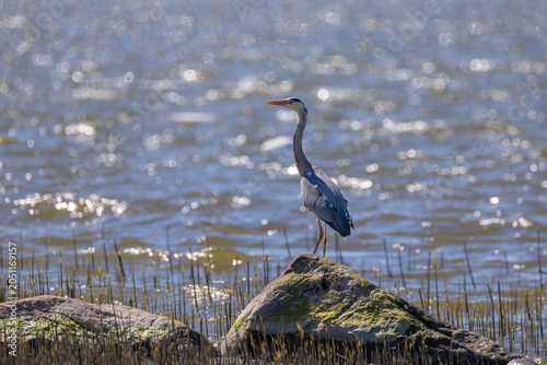 Grey heron standing on a mossy rock by the shore with glittering sunlit water in the background