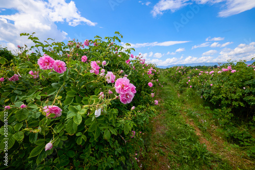 Landscape with a Rosa Damascena rose plantation, in the Rose Valley, the famous area in Bulgaria, two weeks before the second harvest
