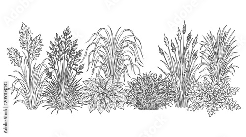 A collection of ornamental grass and botanical illustration elements featuring various garden plants in a hand drawn sketch style for landscape design