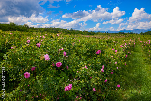 Landscape with a Rosa Damascena rose plantation, in the Rose Valley, the famous area in Bulgaria, two weeks before the second harvest