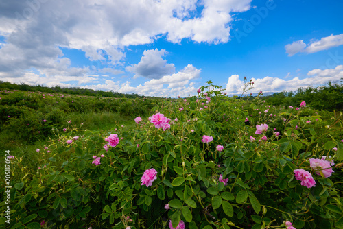 Landscape with a Rosa Damascena rose plantation, in the Rose Valley, the famous area in Bulgaria, two weeks before the second harvest