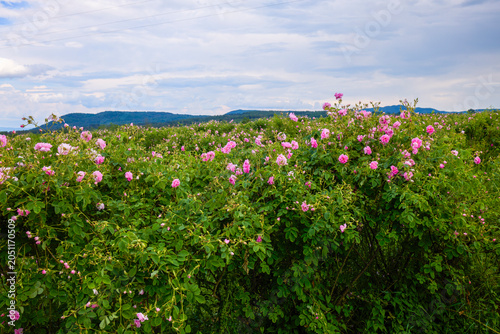 Landscape with a Rosa Damascena rose plantation, in the Rose Valley, the famous area in Bulgaria, two weeks before the second harvest
