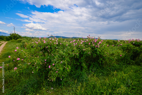Landscape with a Rosa Damascena rose plantation, in the Rose Valley, the famous area in Bulgaria, two weeks before the second harvest