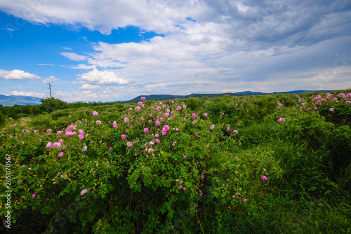 Landscape with a Rosa Damascena rose plantation, in the Rose Valley, the famous area in Bulgaria, two weeks before the second harvest
