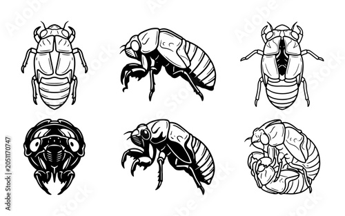 Fotografie Cicada Exoskeleton Icons, Insect Molting Stages Vector Set, Natural Science Illu