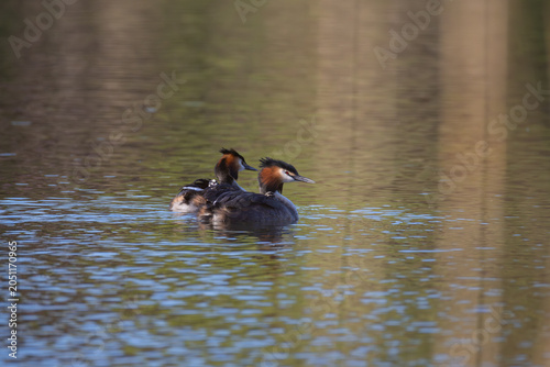 Photos Pair of great crested grebes swimming on a pond at sunset and carrying two small