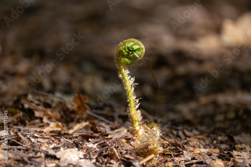 Close-up of a young fern fiddlehead uncurling from the forest floor in spring