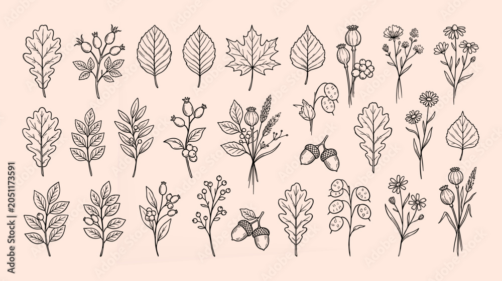 Fototapeta premium Hand Drawn Botanical Elements Collection Vintage Leaves Wildflowers Branches Seeds and Forest Plants Vector Set