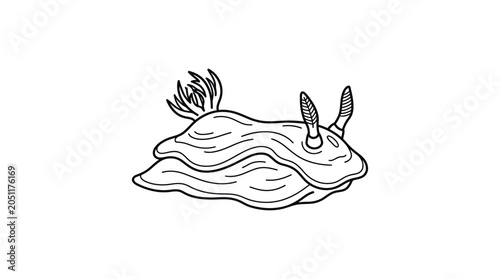Nudibranch sea slug line art illustration