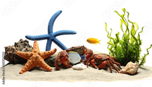 A vibrant marine scene with various ocean elements on a sandy surface, featuring starfish, crabs, fish, and seaweed