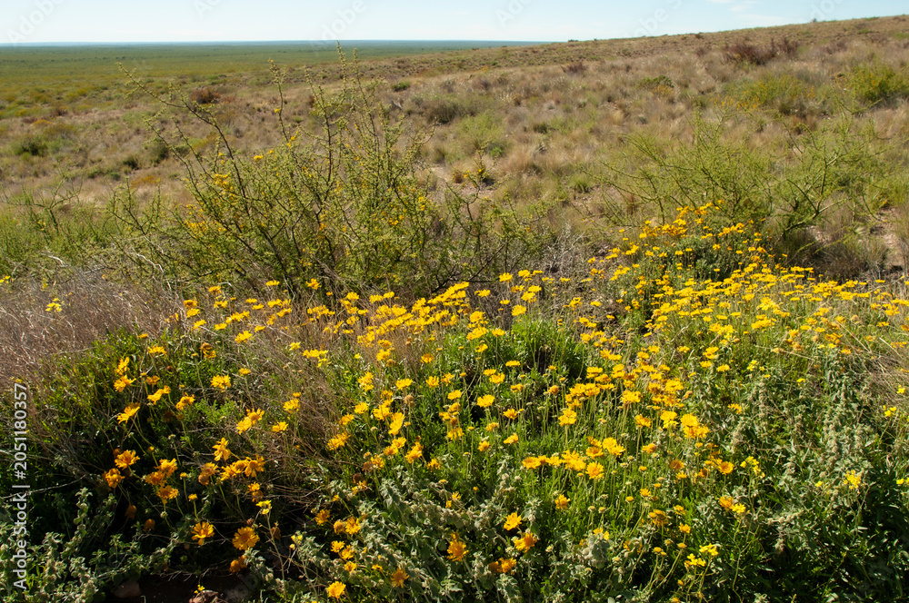 Obraz premium Gaillardia cabrerae, ENDEMIC ESPECIE fron Lihué Calel National Park, La Pampa, Argentina.