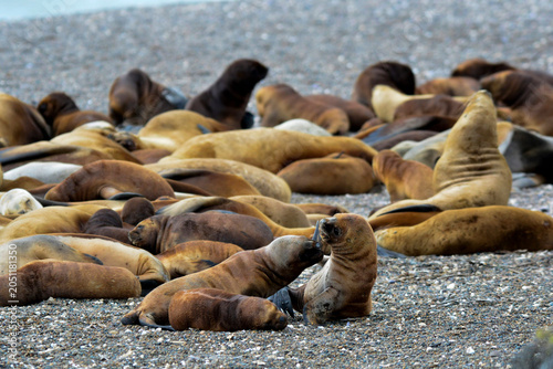 Принти на полотні South American Sea Lion baby, Peninsula Valdes, Chubut Province Patagonia Argentina
