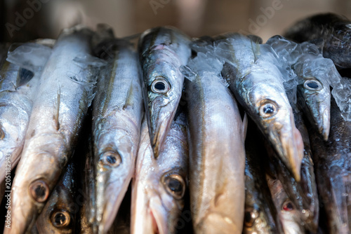 Largehead hairtail or beltfish