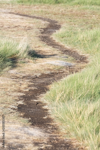 A brown dirt footpath or wild game trail curves and bends as it goes through grass out towards an unseen destination beyond the vanishing point.