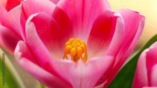 Slow motion close-up of pink tulip flower blossom opening revealing delicate petals with warm bokeh background