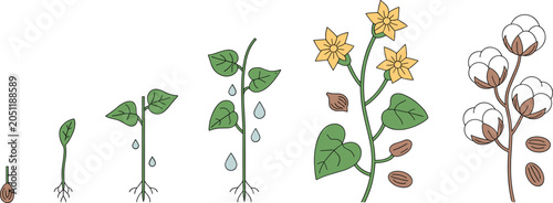 Bilde på lerret Cotton plant growth stages illustration showing germination, flowering, boll dev
