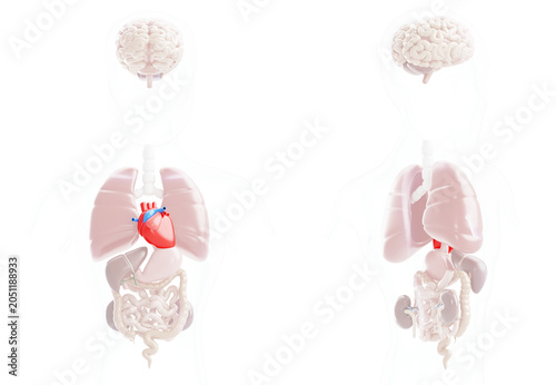 Bild auf Leinwand 3d heart disease visualization - human body internal organs anatomy with red muscle pain on blue medical background, front and back view