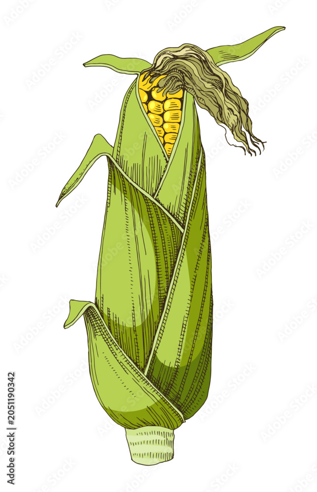 Obraz premium Corn cob hand drawn vector illustration