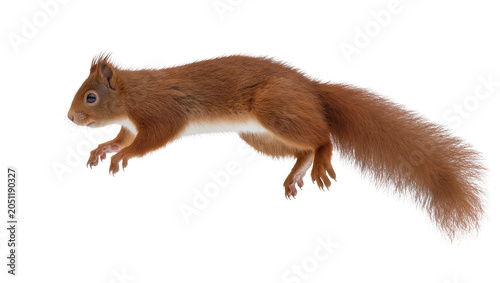 Canvas-taulu Red squirrel in mid-air jump profile view, white