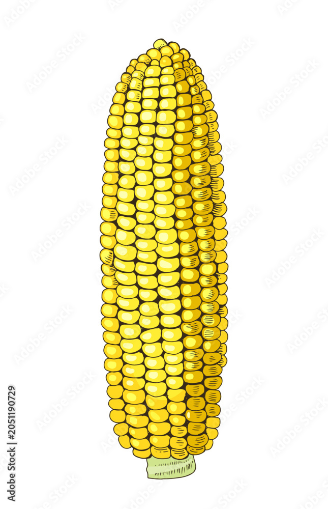 Obraz premium Corn cob hand drawn vector illustration