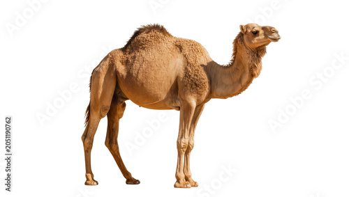 Фотография Dromedary camel with one hump standing profile view