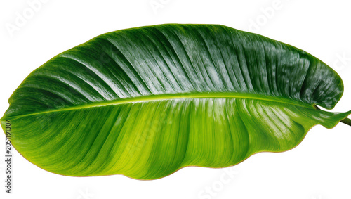 Photography Large green leaf with prominent veins and yellow accents