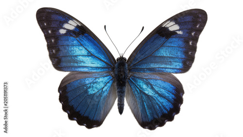 Fotografie Blue Morpho Butterfly with Iridescent Wings