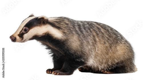 Photography European Badger with distinctive black and white striped face
