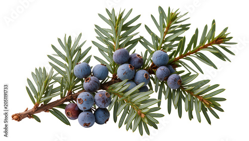 Obraz na płótnie Juniper branch with blue berries and green needles