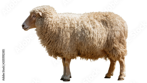 Fotografija Fluffy sheep with thick wool standing sideways