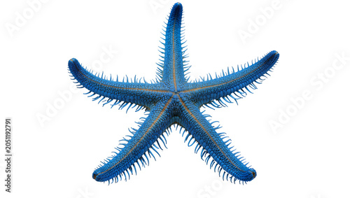 Fotografie Blue starfish with orange accents and spiny arms