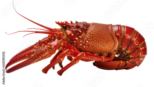 фотографія Red spiny lobster with large claws and antennae