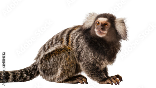 Photography Common Marmoset Monkey with Striped Fur and White Ear Tufts