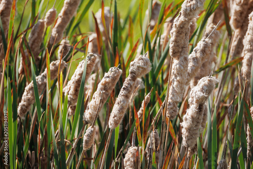 Broadleaf cattail seedheads bursting open with fluffy white fibers in warm golden light, green reed blades behind - autumn wetland botanical close-up